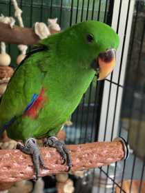 Lost Eclectus