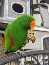 Lost Eclectus