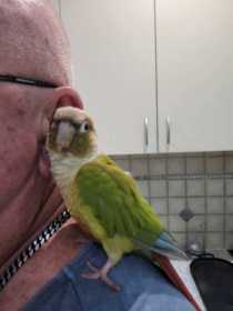 Lost Conure