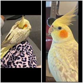 Lost Cockatiel