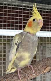 Lost Cockatiel