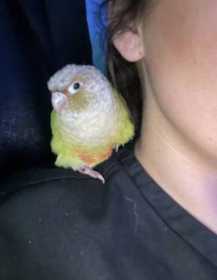 Lost Conure