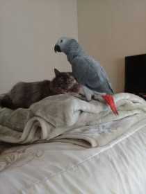 Lost African Grey