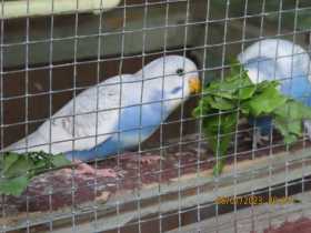 Lost Budgerigar