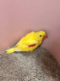 Lost Parrotlet