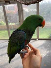 Lost Eclectus