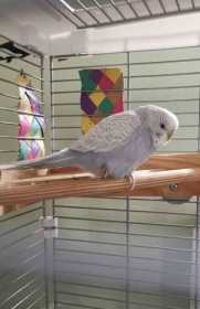 Lost Budgerigar