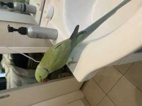 Lost Indian Ringneck Parakeet