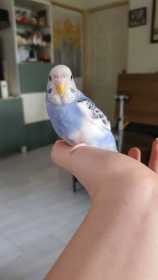 Lost Parakeet