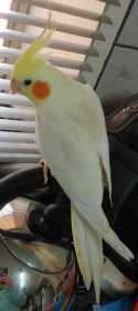 Lost Cockatiel