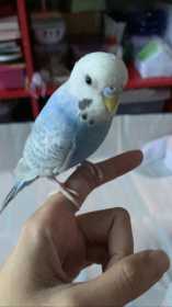 Lost Budgerigar