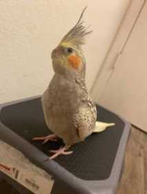 Lost Cockatiel