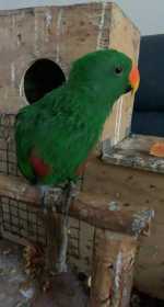 Lost Eclectus