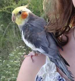 Lost Cockatiel