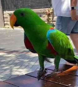 Lost Eclectus