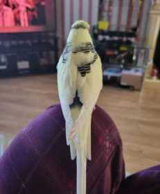 Lost Budgerigar