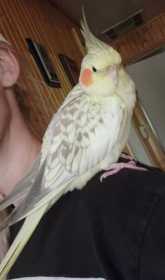 Lost Cockatiel