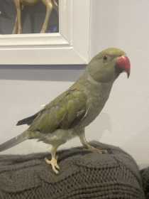 Lost Indian Ringneck Parakeet