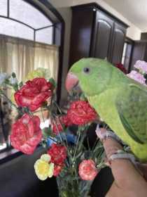 Lost Indian Ringneck Parakeet