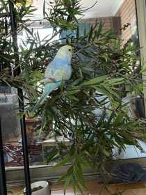 Lost Budgerigar