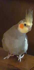 Lost Cockatiel