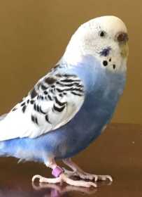 Lost Budgerigar