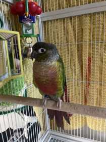 Lost Conure