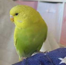 Lost Budgerigar