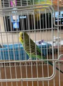 Lost Budgerigar