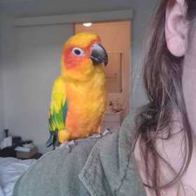 Lost Conure