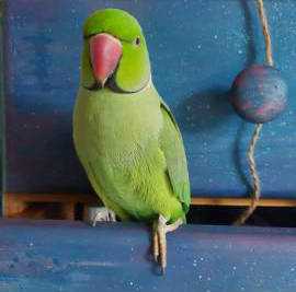 Lost Indian Ringneck Parakeet