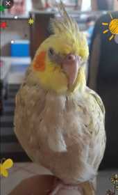 Lost Cockatiel