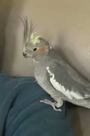 Lost Cockatiel