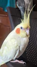 Lost Cockatiel