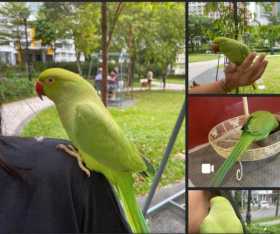 Lost Indian Ringneck Parakeet