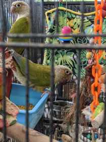 Lost Conure