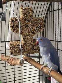 Lost Indian Ringneck Parakeet