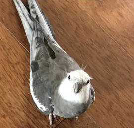 Lost Cockatiel