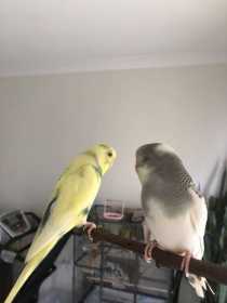 Lost Budgerigar