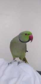 Lost Indian Ringneck Parakeet