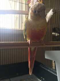 Lost Conure