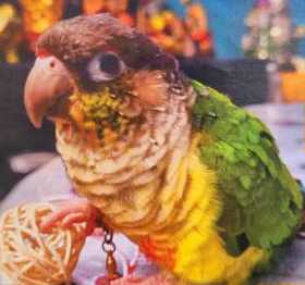 Lost Conure