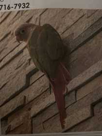 Lost Conure