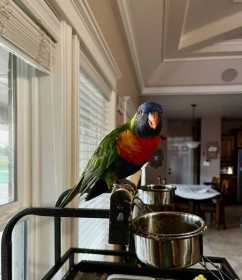 Lost Lory / Lorikeet