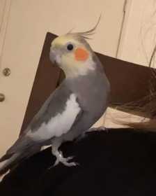 Lost Cockatiel