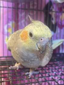 Lost Cockatiel