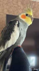 Lost Cockatiel