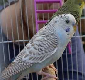 Lost Budgerigar