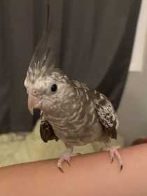 Lost Cockatiel