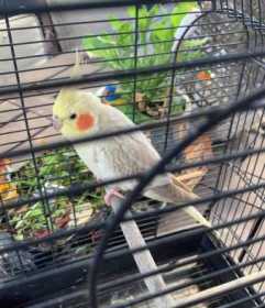 Lost Cockatiel